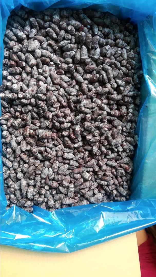 Venderé bayas congeladas de bayas de Kamchatka, variedad Wojtek, aproximadamente 2400 kg, envasadas en cajas de 10 kg