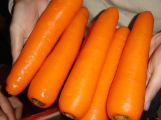 Ofrecemos zanahorias frescas a los mejores precios