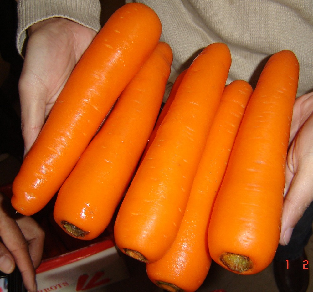 Ofrecemos zanahorias frescas a los mejores precios