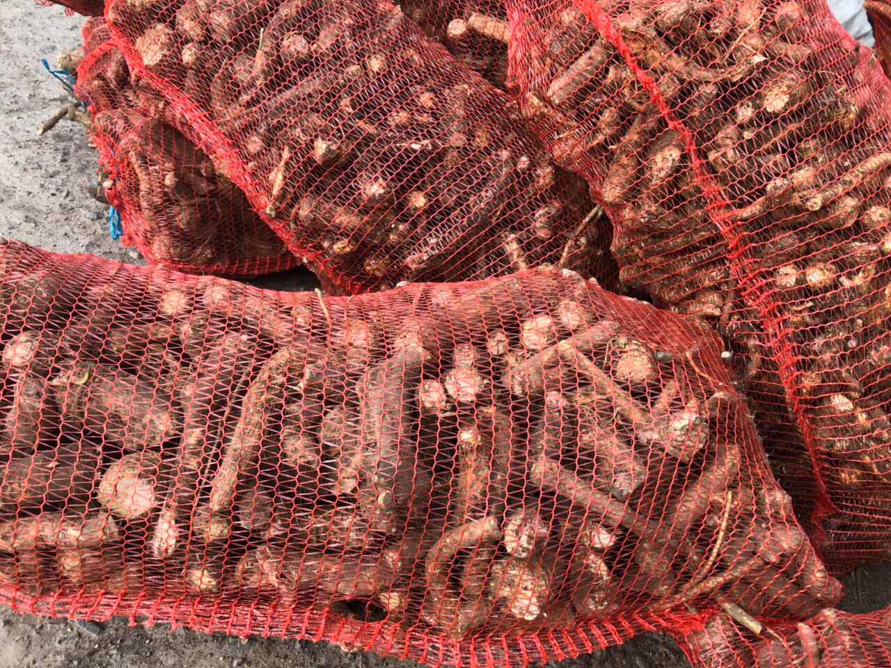 Vendo rábano picante fresco a granel (al por mayor)