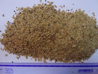 Para la venta Flax Gold II grado, calidad compatible
