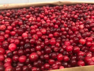 Certificado orgánico clase A El producto está recién congelado.