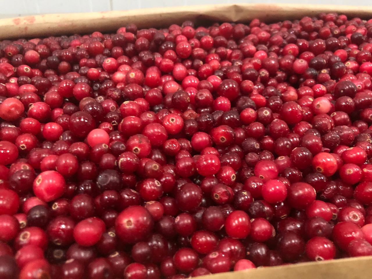 Certificado orgánico clase A El producto está recién congelado