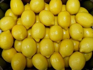 Fresh Lemon en venta contáctenos por correo electrónico o