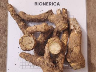 Nuestra empresa Bionerica cosecha y exporta a Europa Raíz