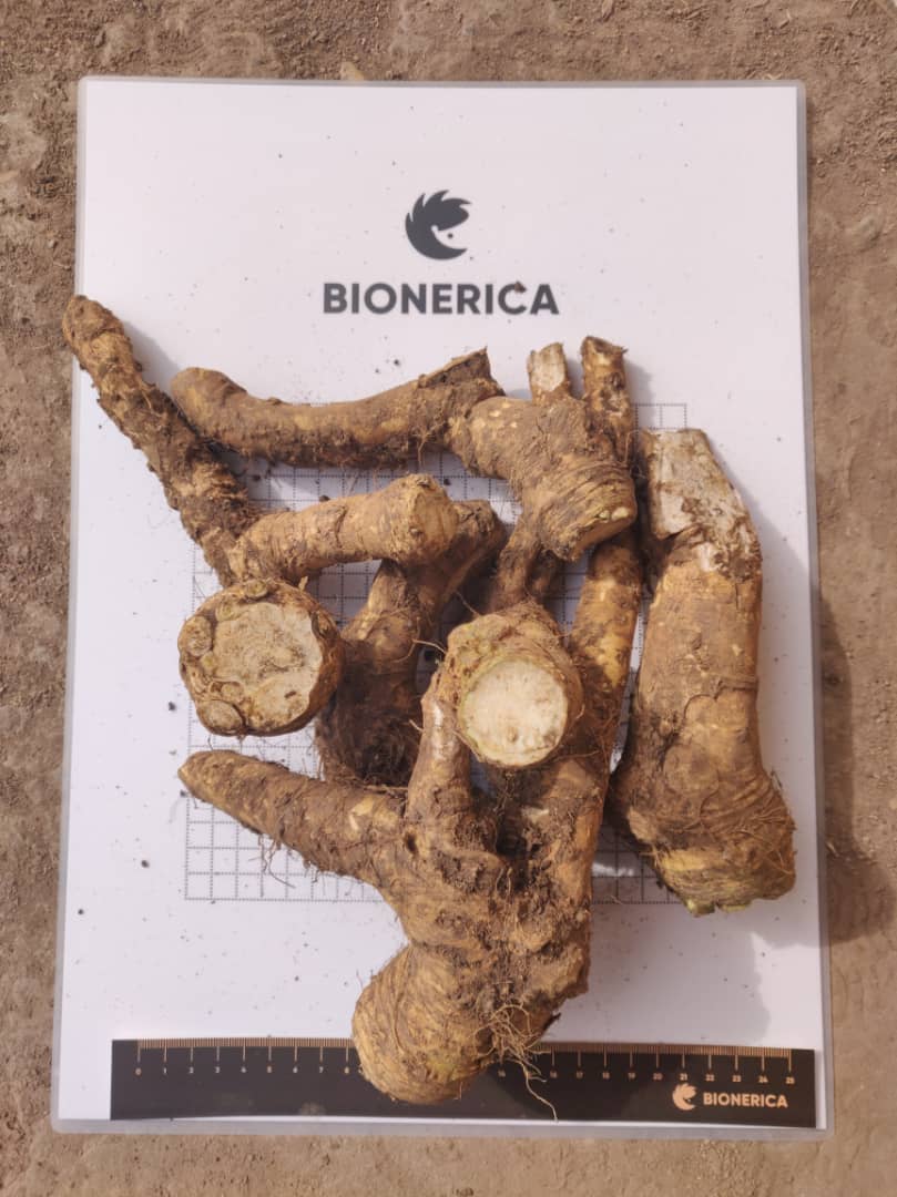 Nuestra empresa Bionerica cosecha y exporta a Europa Raíz de rábano picante