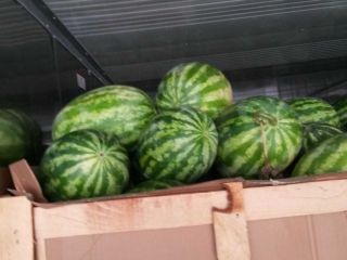 Venderé agua dulce melón Póngase en contacto para obtener