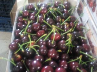 venderé cerezas frescas, ( ) por favor, póngase en