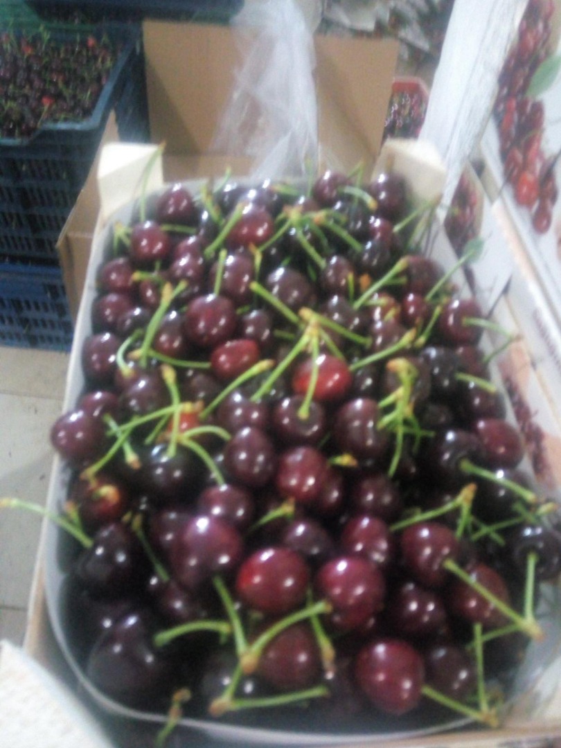 venderé cerezas frescas, ( ) por favor, póngase en contacto para obtener más información llame al