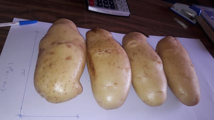 whatsapp para más detalles: ¡Bienvenido a navegar por Fresh Potato-Shepody, Holland, Atlantic! El servicio atento de nuestro personal bien capacitado es solo