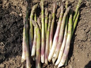Espárragos verdes y blancos en pequeñas cantidades, producidos en
