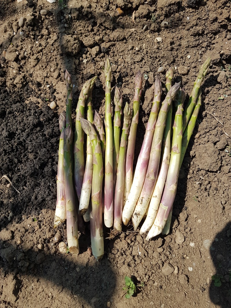 Espárragos verdes y blancos en pequeñas cantidades, producidos en Rumania, frescos