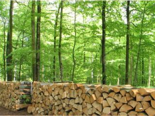 Ucrania. Drewno opalowe 15 zl / m3, aserradero 4