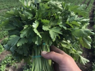 Para la exportación de eneldo y perejil y verduras