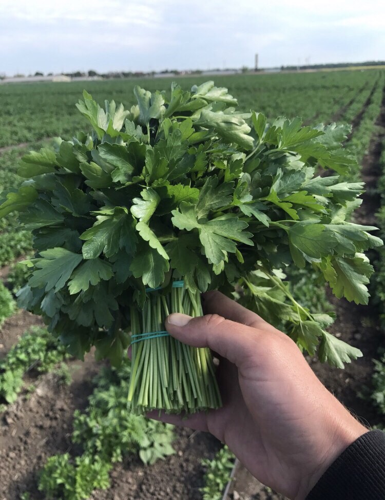 Para la exportación de eneldo y perejil y verduras (cebollas verdes, cilantro, apio, rúcula, ensalada de albahaca, menta, acedera) Estamos vendiendo perejil