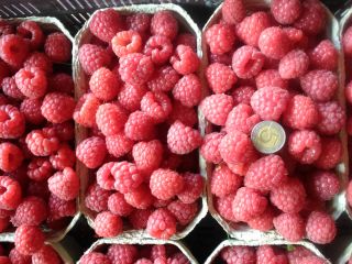 Venderé frambuesas de postre, protegidas contra el moho gris