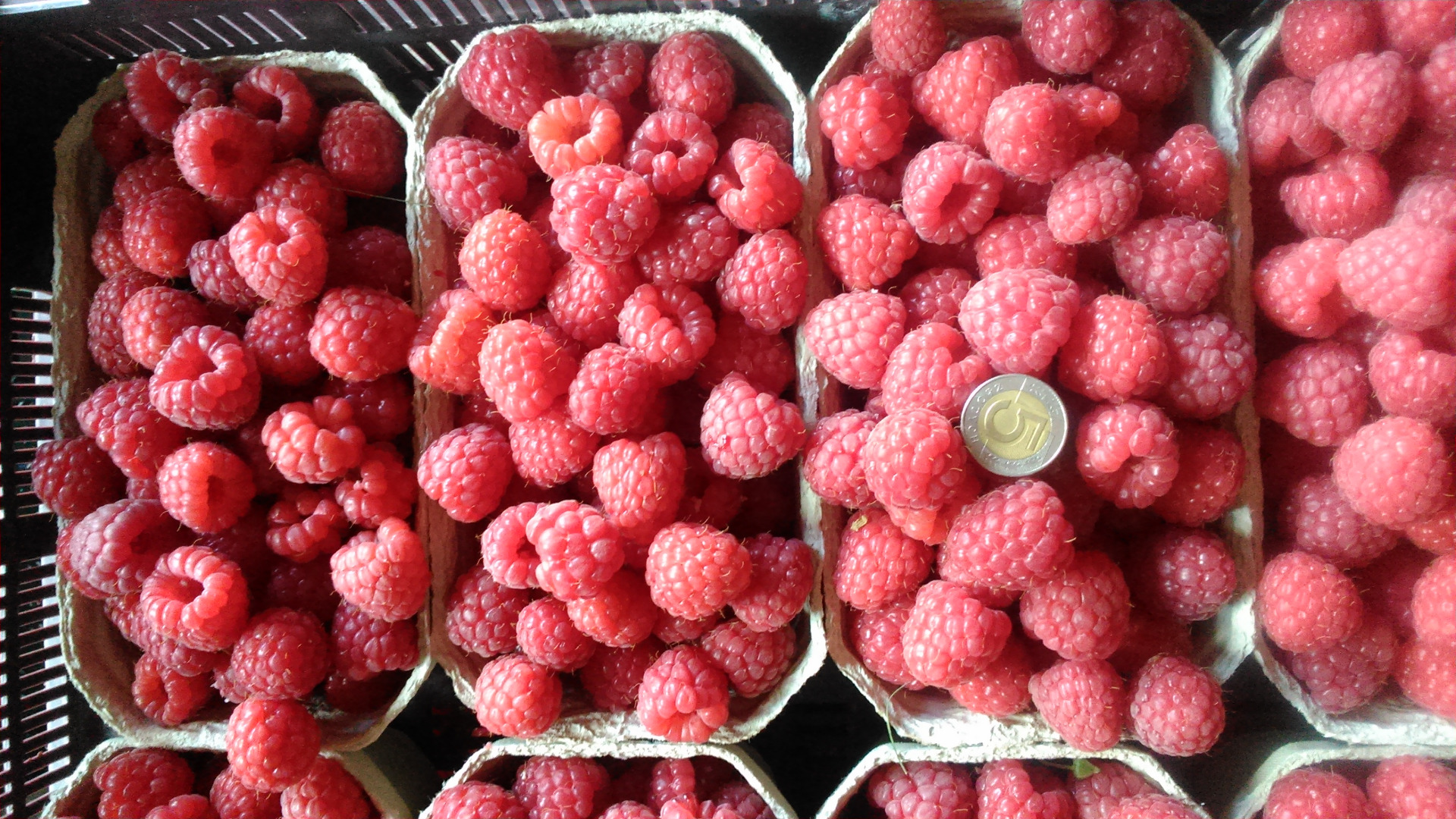 Venderé frambuesas de postre, protegidas contra el moho gris en un paquete de 500g o 250g, la capacidad de enfriarse, disponible a partir del 25.06