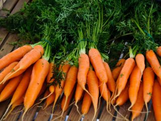 Zanahorias de todos los tamaños con los mejores precios,