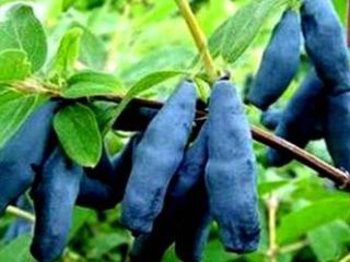 Buenos días, compra frutas de las bayas de Kamchatka,
