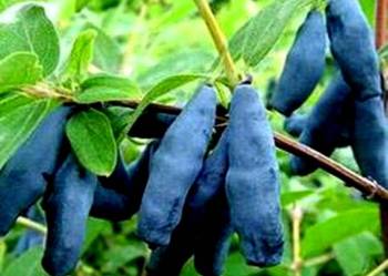 Buenos días, compra frutas de las bayas de Kamchatka, variedades de postre canadienses, Aurora, Un saludo