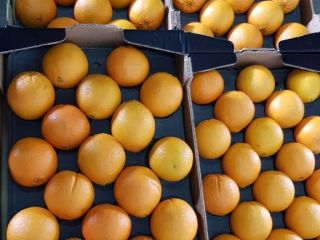 VENDERÉ NARANJA, NARANJA, VARIEDAD - ¡PRECIO DE VALOR CON
