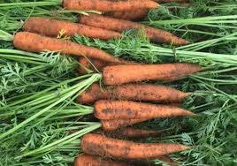 suministramos coles blancas, zanahorias, coles rojas, cebolla fresca, papas frescas galicas frescas y pimienta blanca
