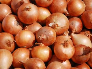 Cebula kalibru 5+, marchew, stare ziemniaki, czosnek najlepsza cena