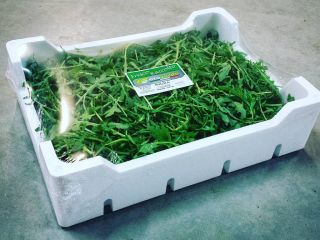 Rucola! ¡Contáctenos para más información! Somos Floriano Mirra, en