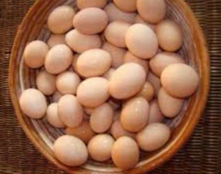 Venderé huevos de la gama gratuita de 4000 piezas por semana con la posibilidad de venta al por mayor y al por menor