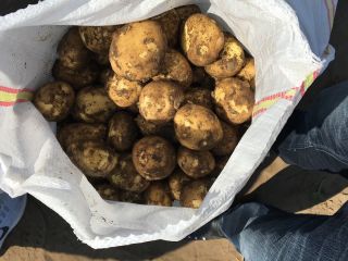 Papas nuevas