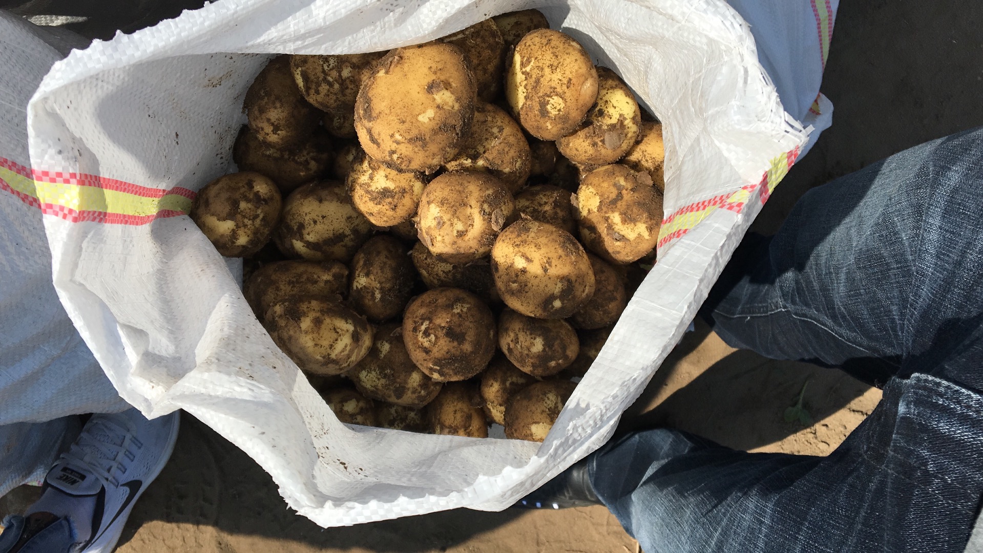 Papas nuevas