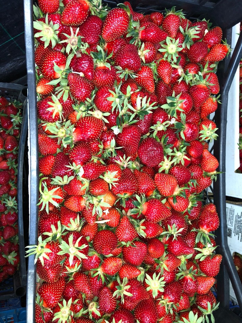 Compre fresas en cantidades grandes y pequeñas