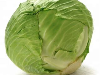 Repollo fresco a la venta Todas las variedades de