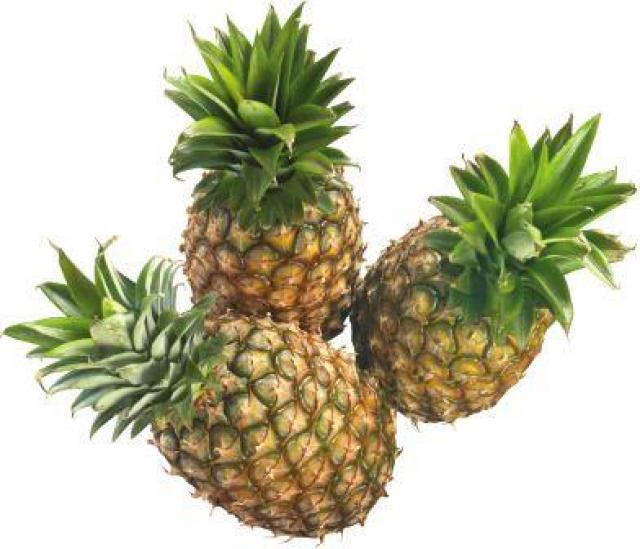 Piñas frescas para la venta Todas las variedades, póngase en contacto con nosotros por correo electrónico o WhatsApp para obtener más información