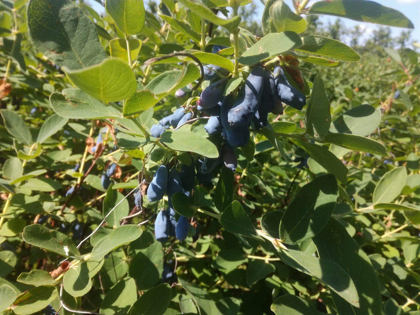 Venderé frutas de bayas de Kamchatka