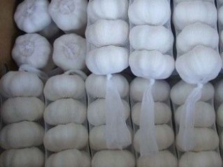 Ajo blanco fresco para la venta. contáctenos para más