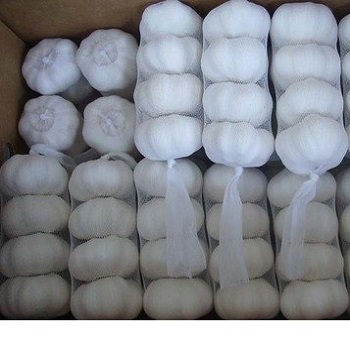 Ajo blanco fresco para la venta