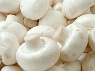 Área de producción principal Shandong Zhejiang Temporada Octubre-febrero, mayo