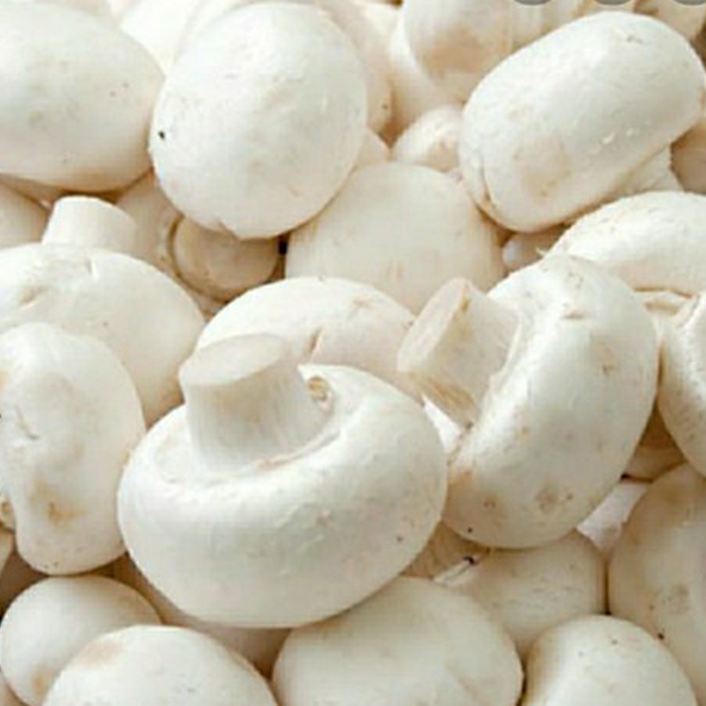 Área de producción principal Shandong Zhejiang Temporada Octubre-febrero, mayo Materia prima Directamente de la granja Grado A Tamaño 3-5 cm 4-6 cm pieza