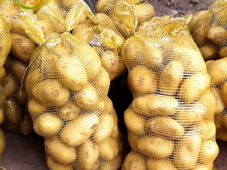 La patata se ha convertido en un cultivo importante