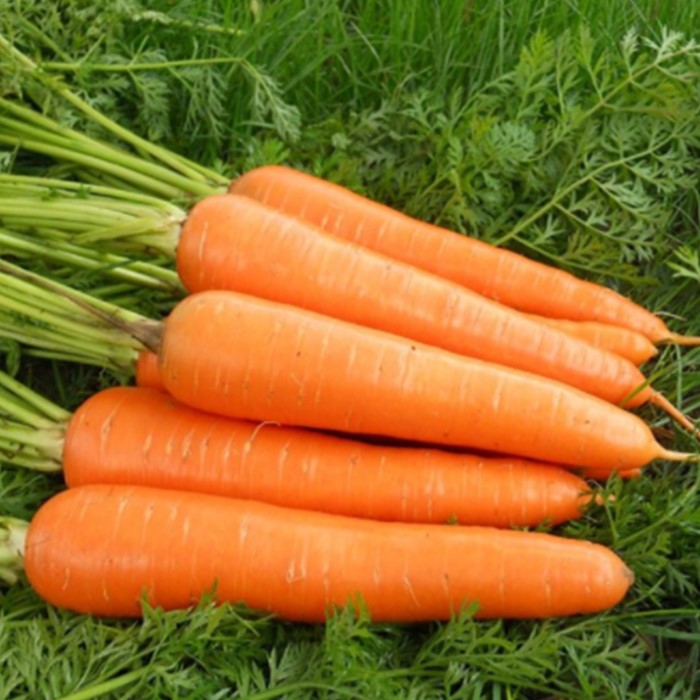 Tallas S: 80-150g M: 150-200g L: 200-250g XL: 250-300g 3L: 300g y más Origen del producto: provincia de Shandong, China Mercados de suministro: Medio Oriente