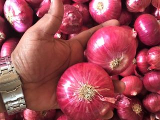 Ofrecemos una amplia gama y cebollas rojas frescas exclusivas