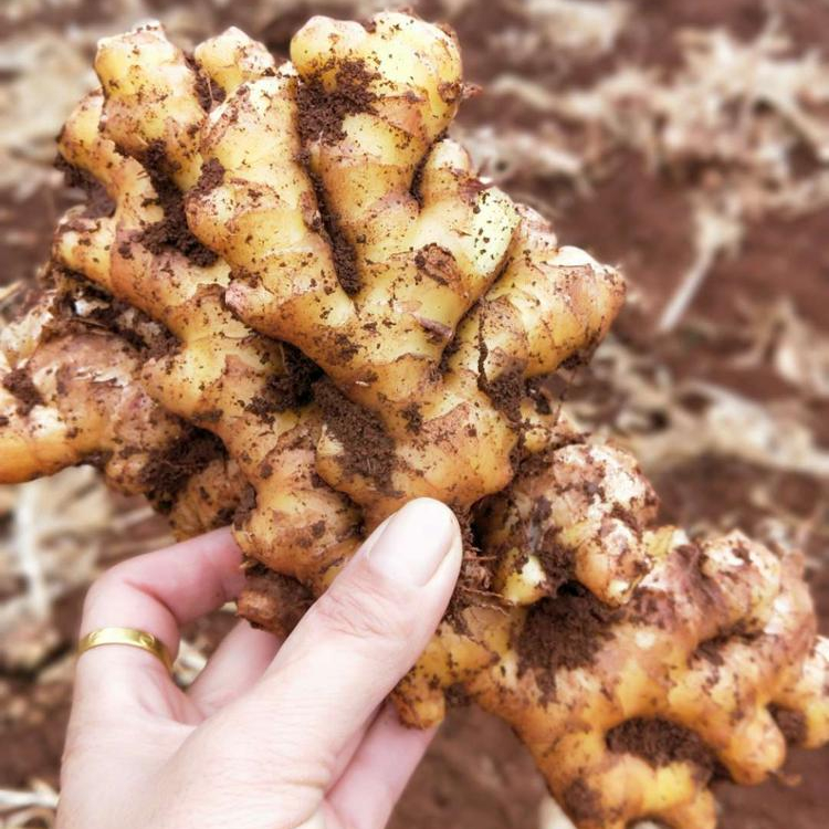 Nombre del producto: Jengibre fresco (jengibre secado al aire, jengibre lavable) Lugar de origen: Anqiu, provincia de Shandong, China Peso / Tamaño: 100 g-150