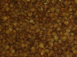 Trigo sarraceno pelado y asado - país de origen