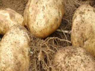 Calidad de papas Cebolla Uzbekistán Origen Kale marca Somos
