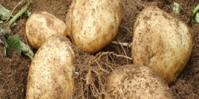 Calidad de papas Cebolla Uzbekistán Origen Kale marca Somos proveedores de productos que no son de grado A, estamos listos para exportar, comuníquese con los