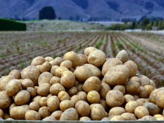 Patatas Cebolla Uzbekistán Origen Kale Somos productos de alta