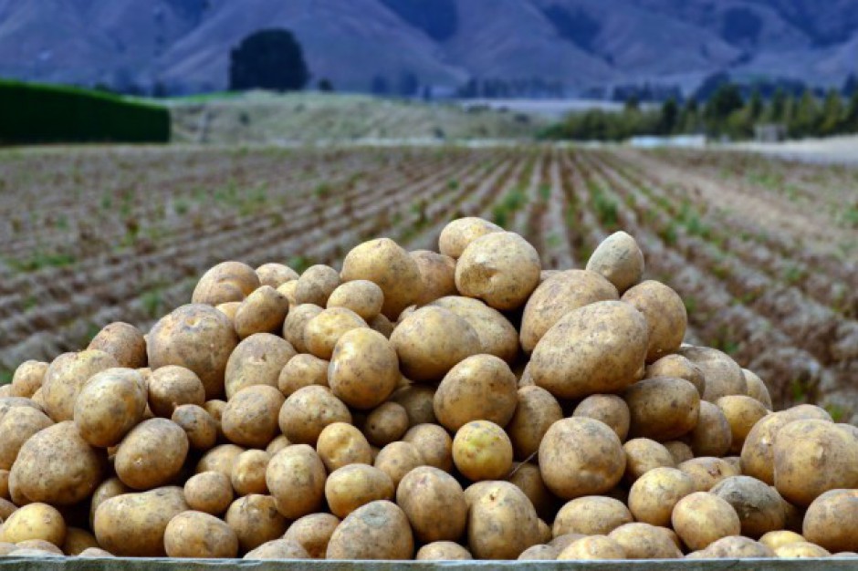 Patatas Cebolla Uzbekistán Origen Kale Somos productos de alta calidad de clase A, estamos presentes en tratar con personas interesadas con detalles: WhatsApp: