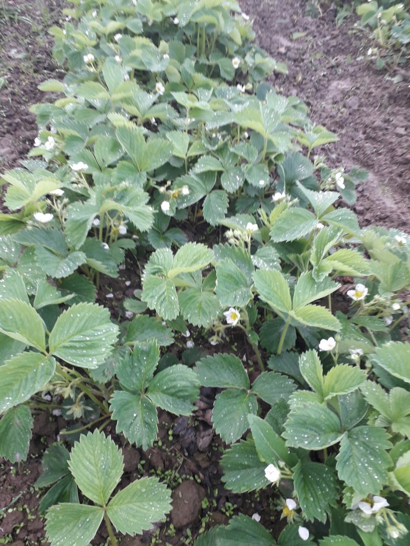 Venderé fresas certificadas en la temporada 2019, por favor contácteme