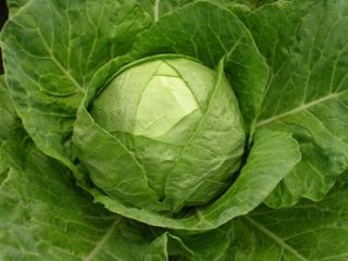 Calidad de papas Cebolla Uzbekistán Origen Kale marca Somos